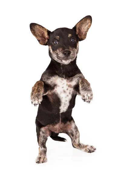 Chihuahua Dachshund Mix implorando — Fotografia de Stock
