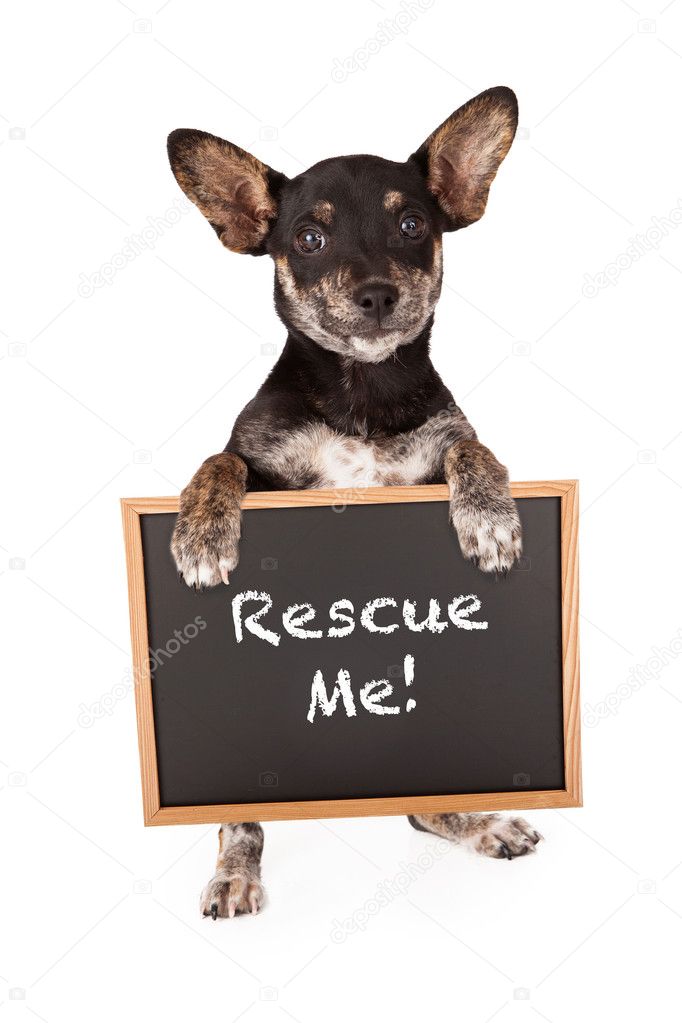Mixed Breed Small Dog Holding Adoption Sign