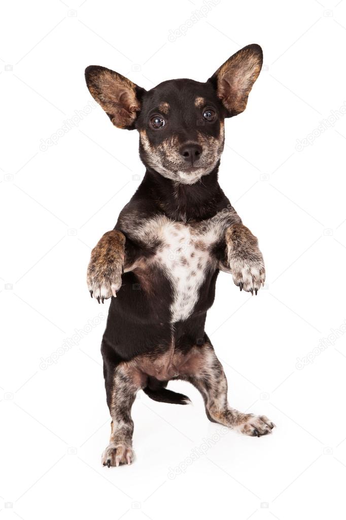 Chihuahua Dachshund Mix Begging