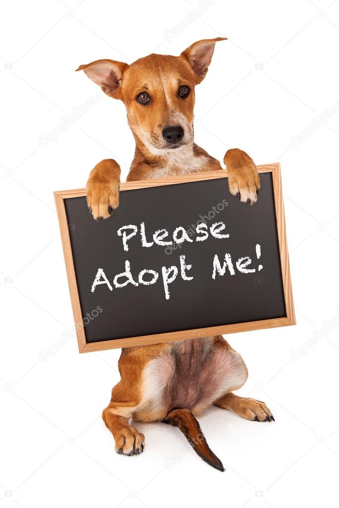 Puppy Holding Adopt Me Sign