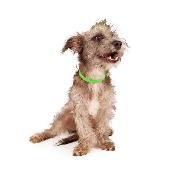 Divertente Terrier cane ridendo — Foto Stock