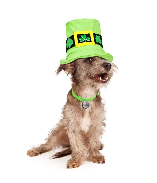 Giorno di St Patricks Lucky Dog — Foto Stock