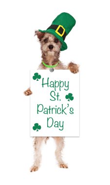 terrier köpek tutarak St patricks günü işareti