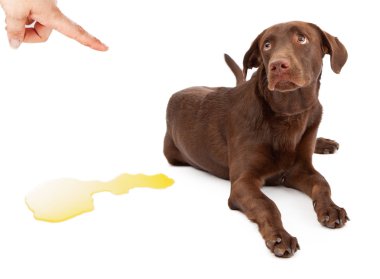 köpek tuvalet eğitimi kazası