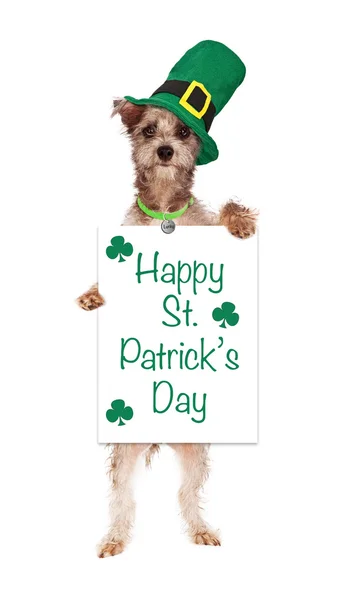 Terriër hond houden st patricks dagteken — Stockfoto