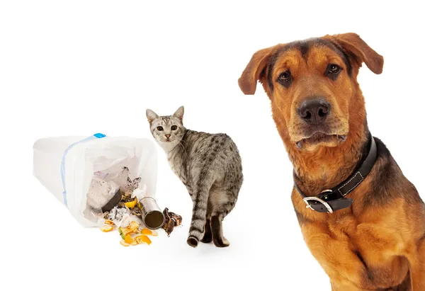 Guilty cat with innocent dog — Stock Photo, Image