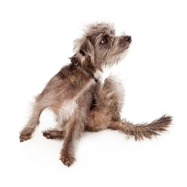 küçük köpek tırmalamak kaşıntı