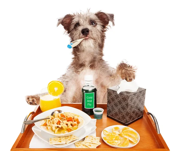 Sick as a Dog — Stock Photo, Image