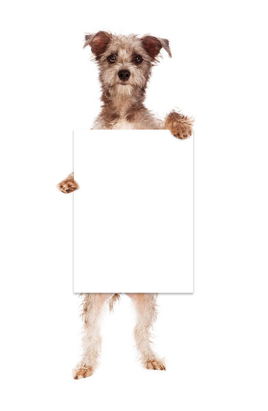 Terrier Dog Holding Blank Sign