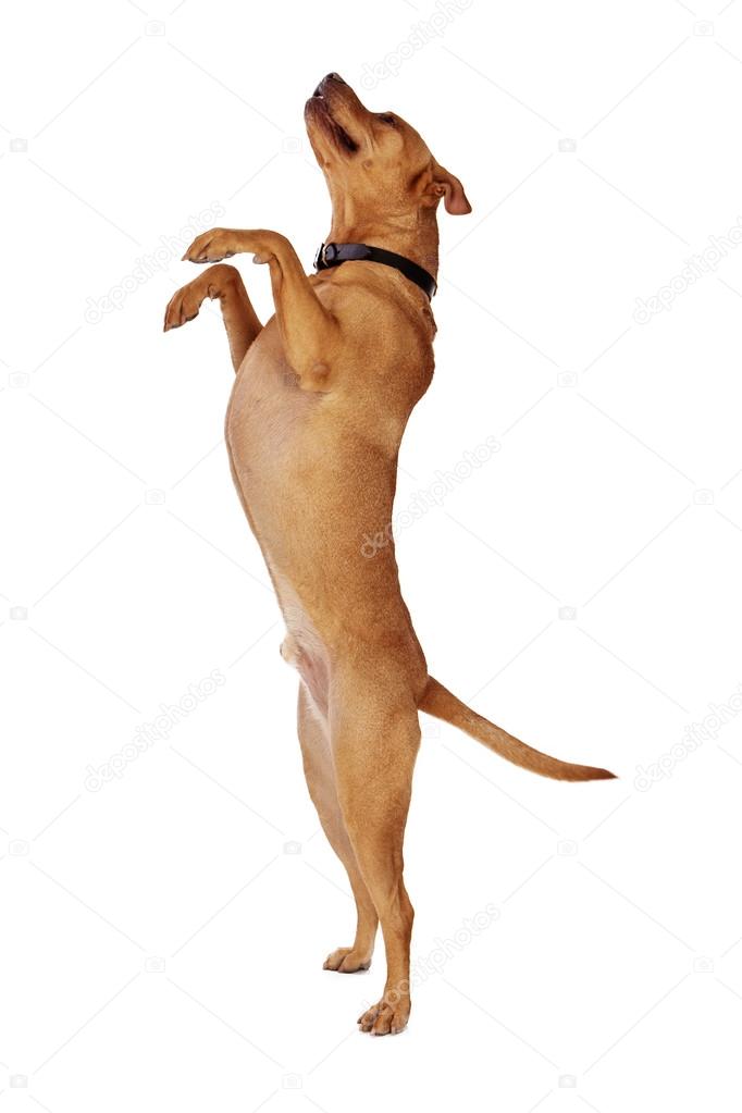 Labrador Retriever Crossbreed Standing and Begging Stock Photo by