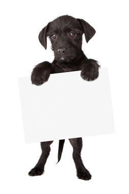 siyah köpek yavrusu holding işareti