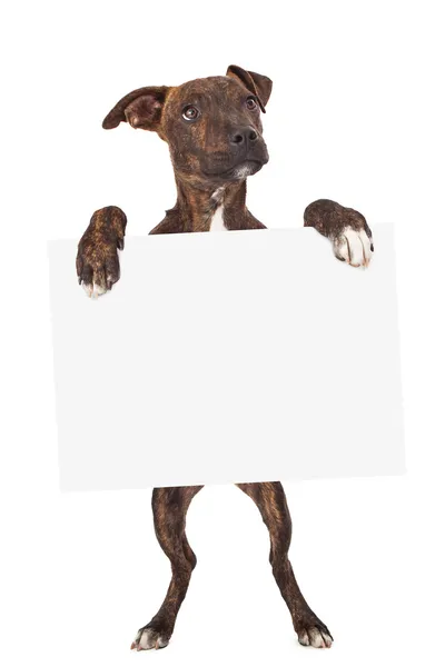 Brindle köpek yavrusu holding işareti — Stok fotoğraf