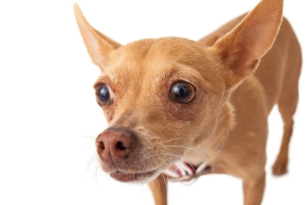 Chihuahua Close-Up — Stockfoto