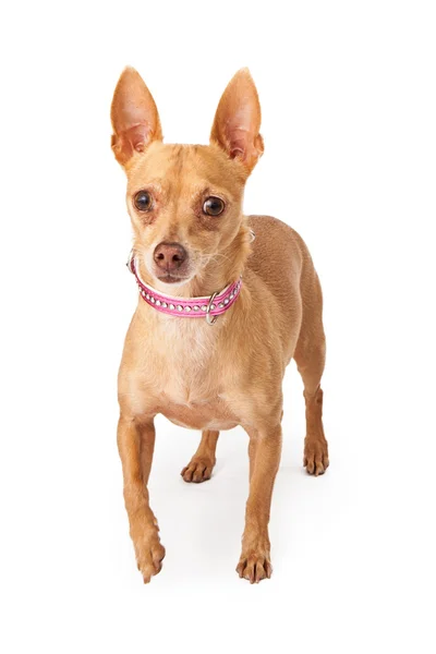 Chihuahua bär Rosa krage — Stockfoto