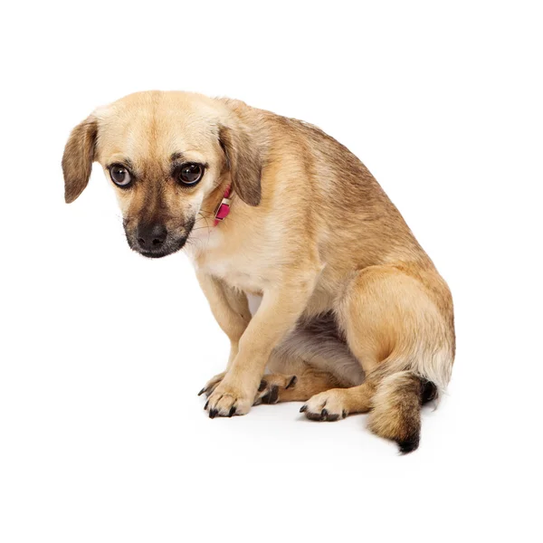 Shy Rescue Dog — Stock Photo, Image