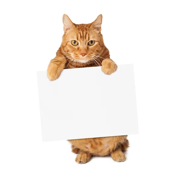 Tabby-Katze mit leerem Schild — Stockfoto