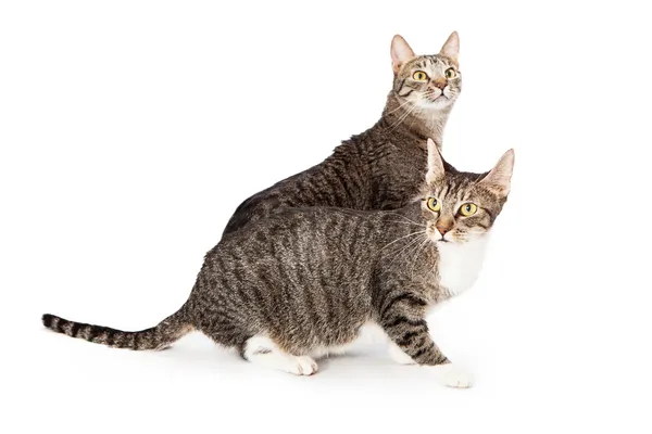 Two tabby cats walking — Stock Photo, Image