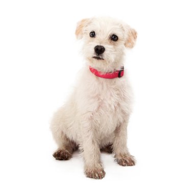 Pembe Yaka ile kirli beyaz köpek yavrusu