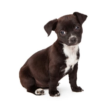 oturan siyah beyaz köpek yavrusu
