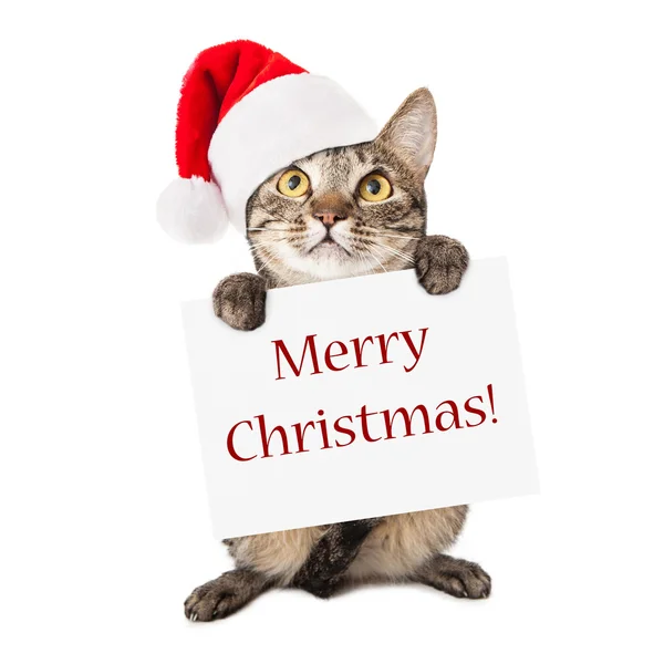 Chat portant signe joyeux Noël — Photo