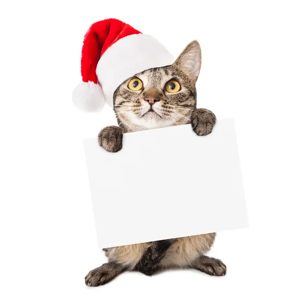Gato vestindo chapéu de Santa transportando sinal em branco — Fotografia de Stock