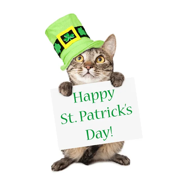 kedi taşıyan St patricks günü işareti