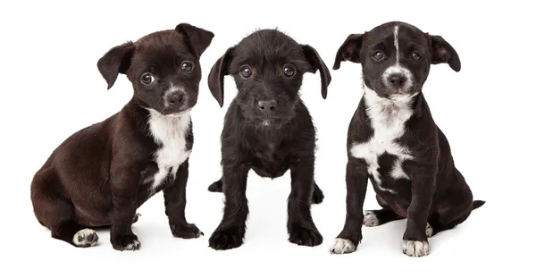 三个黑色和白色的小狗 — 图库照片