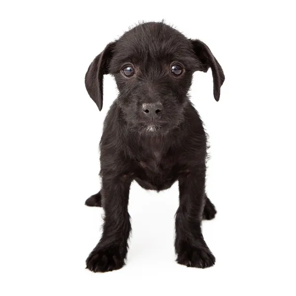 Sad black terrier-mix puppy — Stock Photo, Image