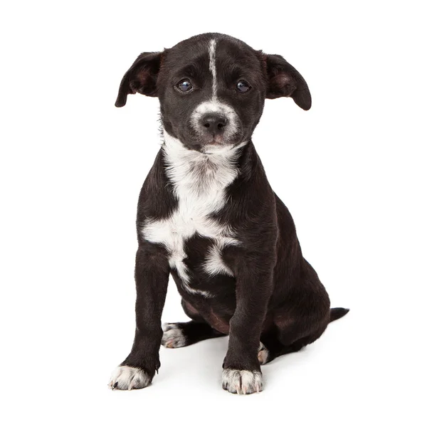Oturan üzgün siyah beyaz köpek yavrusu — Stok fotoğraf