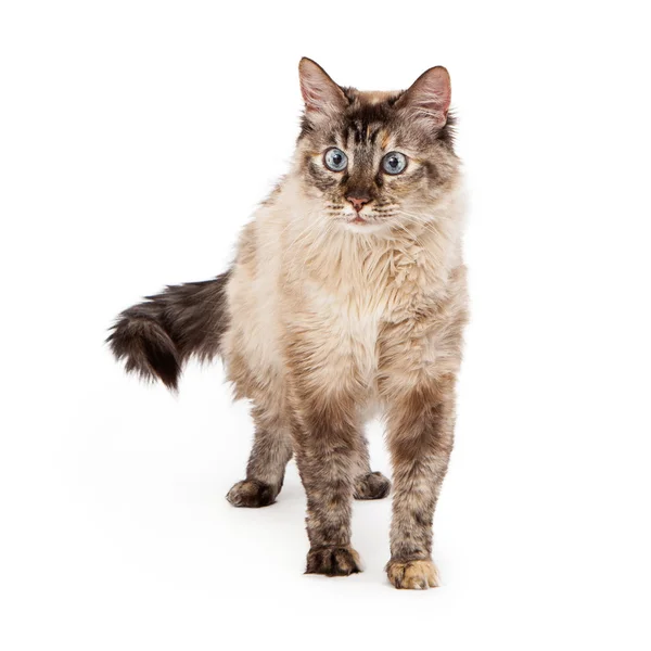 Siamese katt gå — Stockfoto