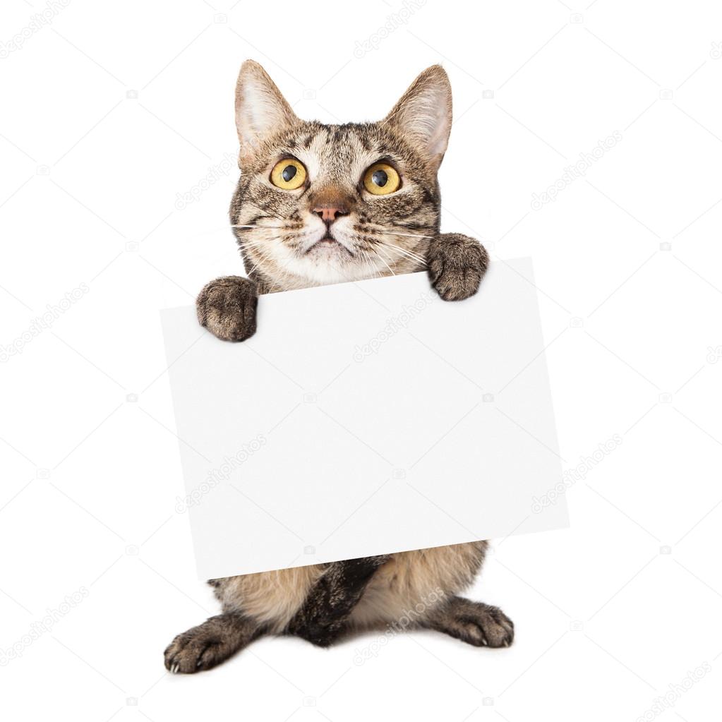 Cat Carrying Blank Sign Stock Photo By adogslifephoto 39975389 cat-carrying-blank-sign-stock-photo-by-adogslifephoto-39975389