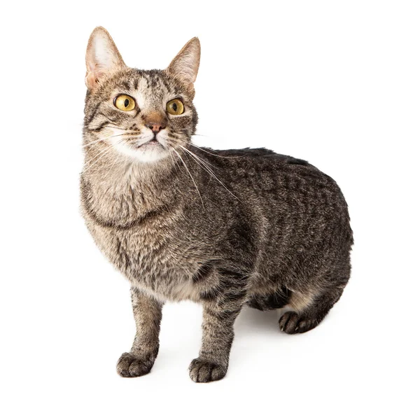 Tabby katt stå i beredskap — Stockfoto