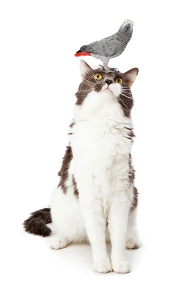 Cat Looking Up at a Bird — Stock Photo, Image