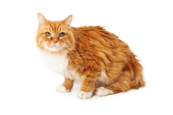Gul katt med ögoninfektion sitter — Stockfoto