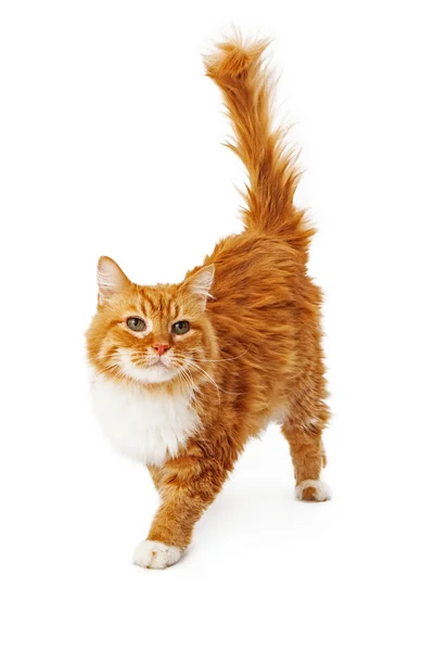 Orange katt gå — Stockfoto