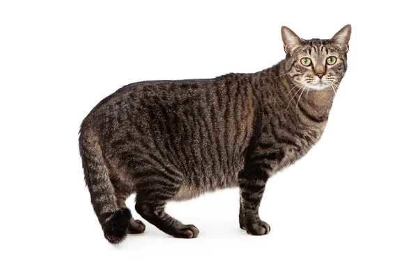 Tabby cat standing and looking at camera — Stock Photo, Image