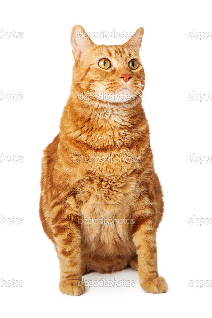 Turuncu tekir kedi oturma yan arıyorum — Stok Foto © adogslifephoto