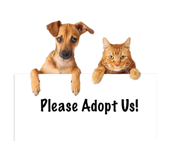 Dog and Cat Adopt Us — Stock Photo, Image