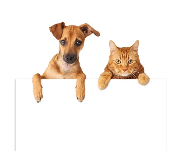 Perro y gato sobre signo en blanco — Foto de Stock