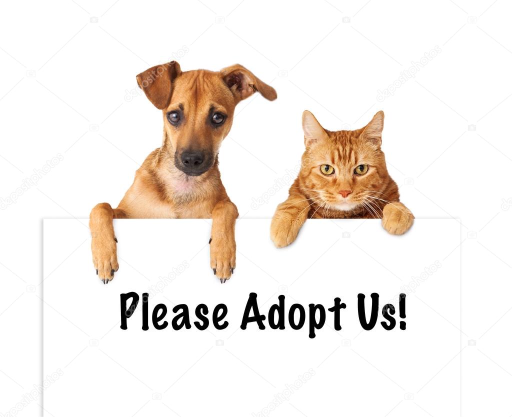 Dog and Cat Adopt Us — Stock Photo © adogslifephoto 40097373