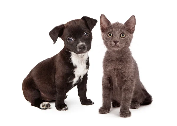 Köpek ve kedi sekiz hafta yaşlı — Stok fotoğraf