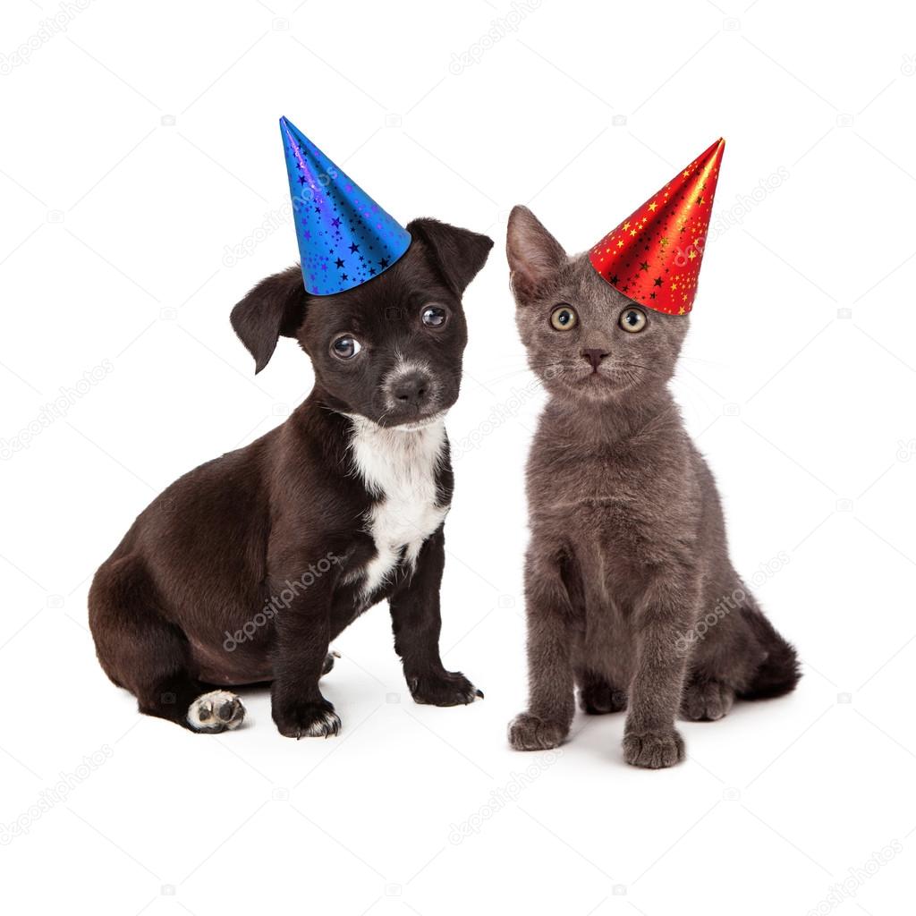 Puppy and Kitten Wearing Party Hat