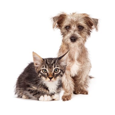 tabby yavru kedi ve yavru Terrier doğurmak karışık