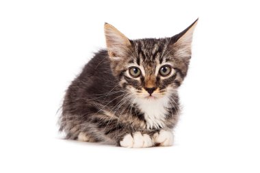 Beyaz minik tabby yavru kedi