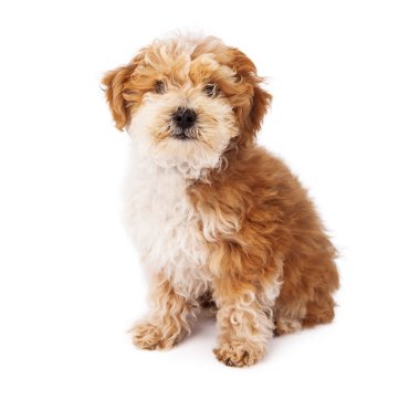 havanese fino köpeği mix köpek