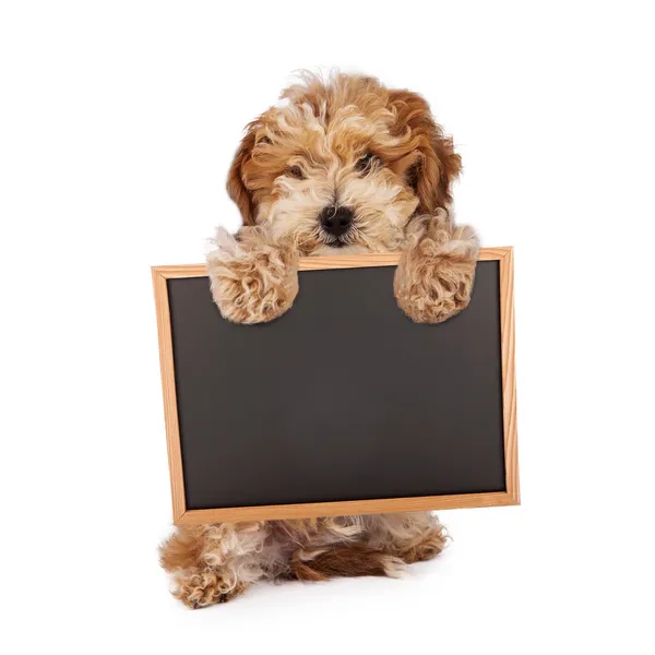 犬种去年成为小狗抱着空白粉笔板的迹象 — 图库照片