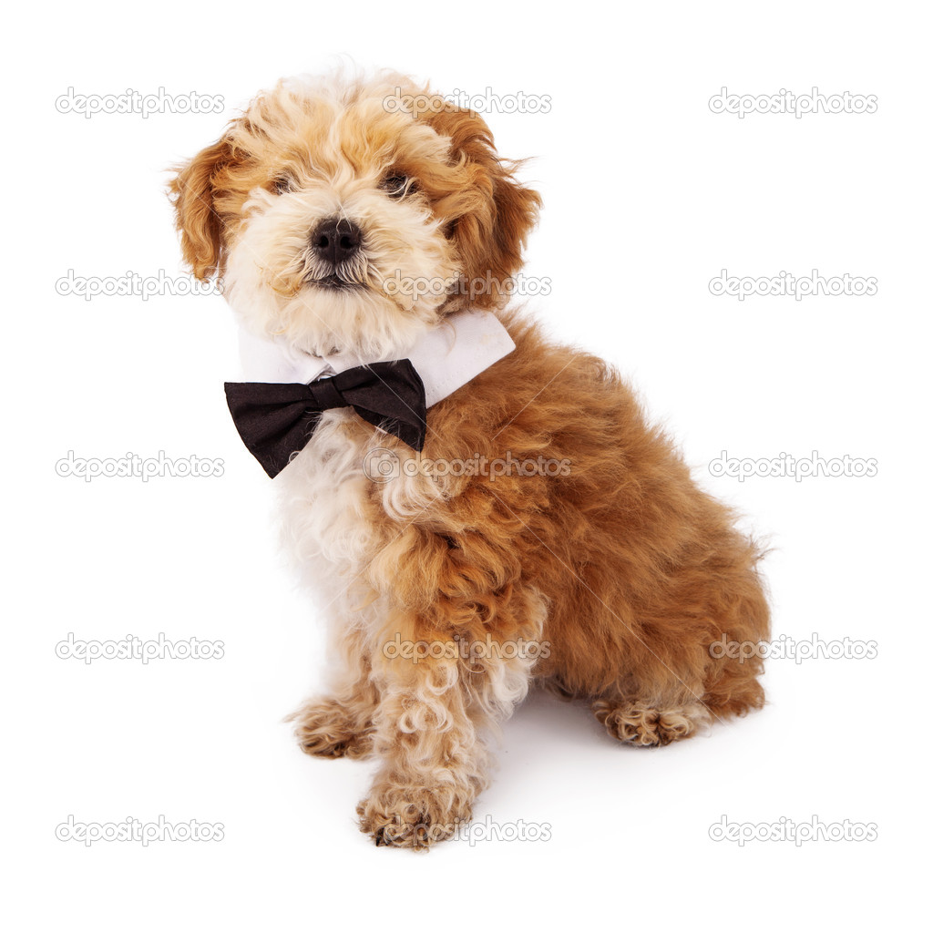 Havanese Puppy Wearing Bow Tie