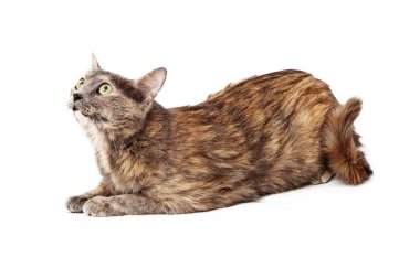 Alaca kedi merakla seyir