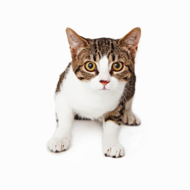 Kameraya bakarak dikkatli tabby yavru kedi