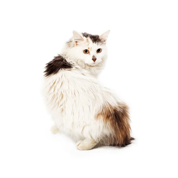 Gato de pelo largo manchado mirando hacia atrás — Foto de Stock